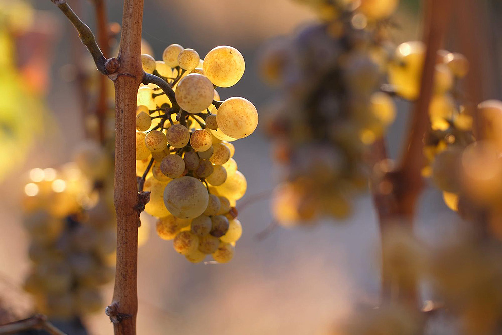 Grappolo di Malvasia