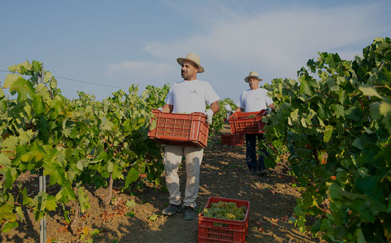 Malvasia wine harvest