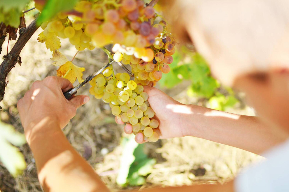 Vinification by hand