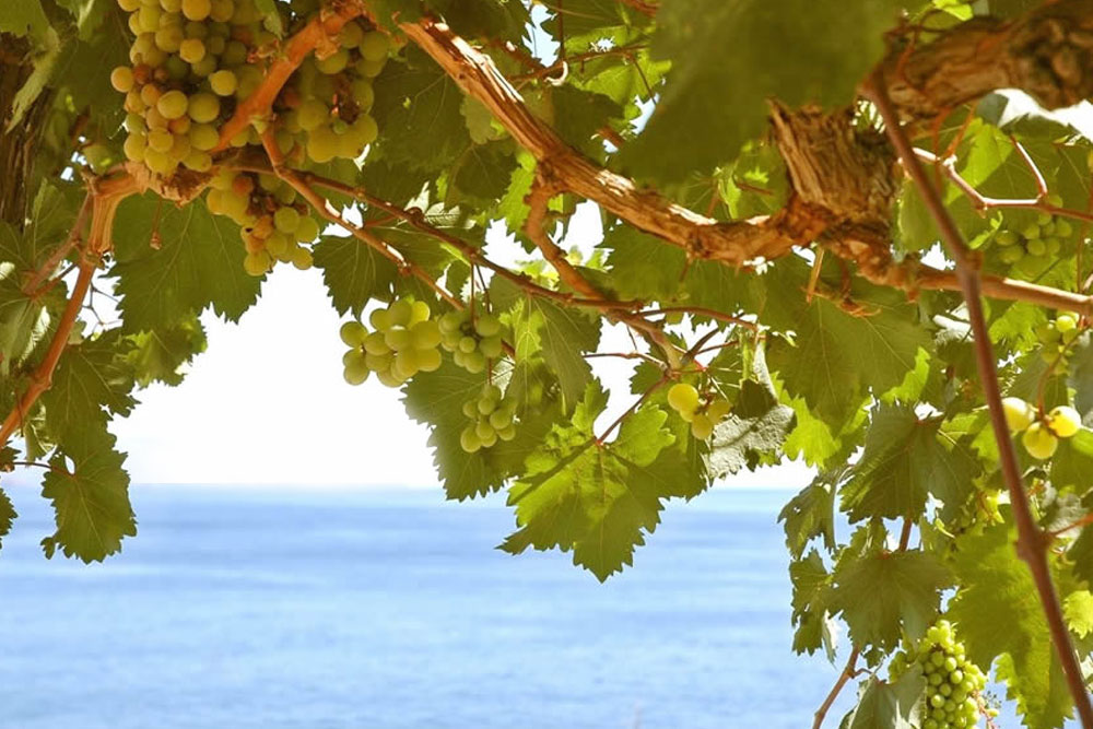 Sardinian Vineyards